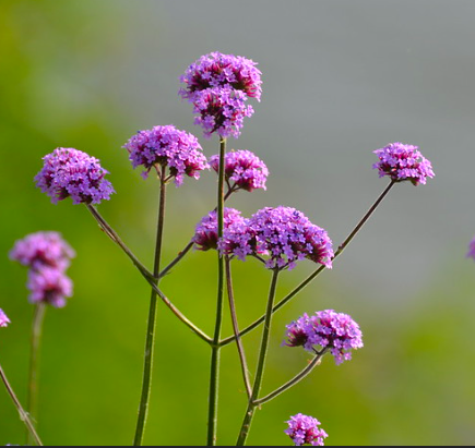 Verbena bonariensis