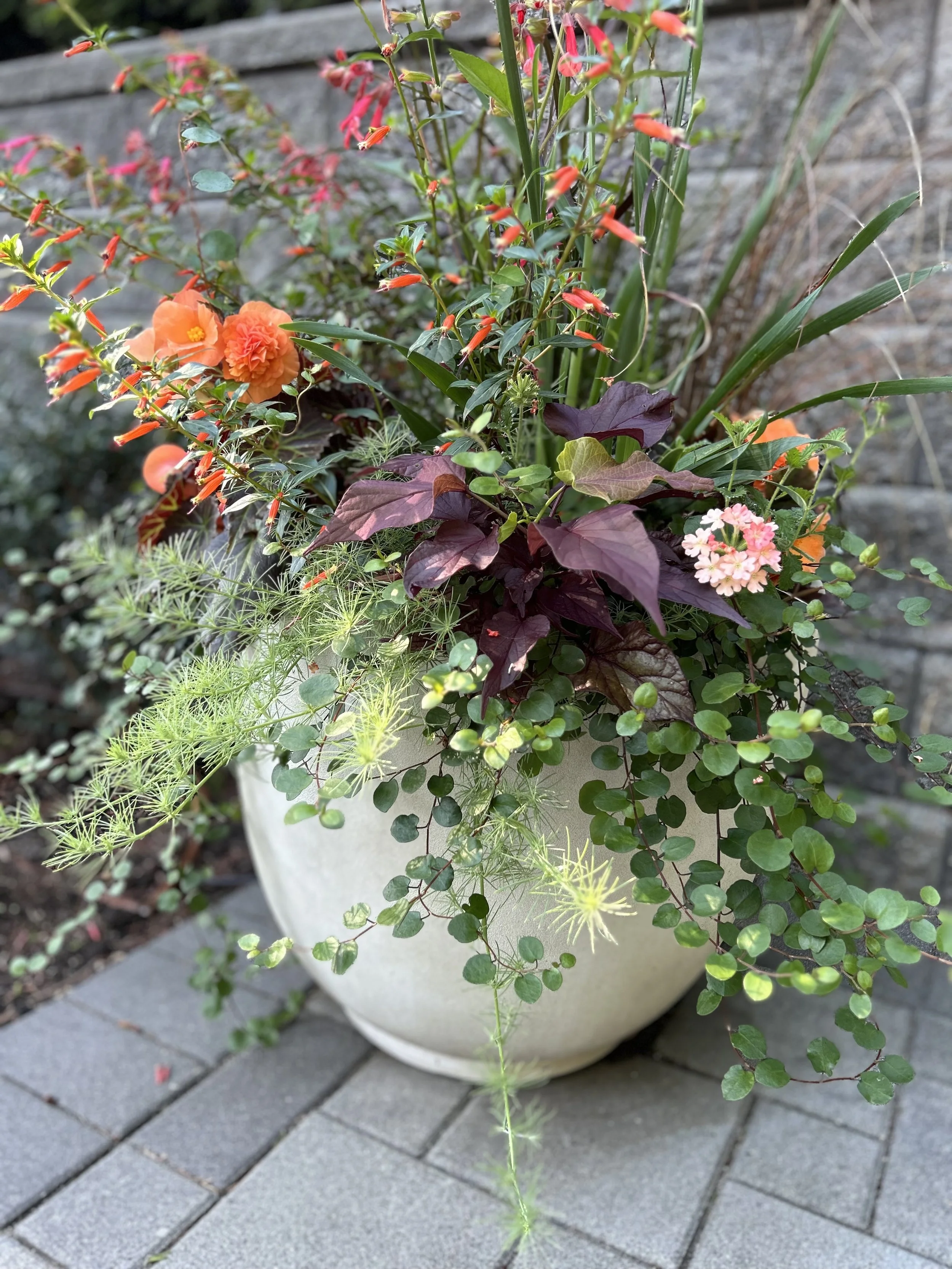 Foliage and Begonia Cook 03.jpeg