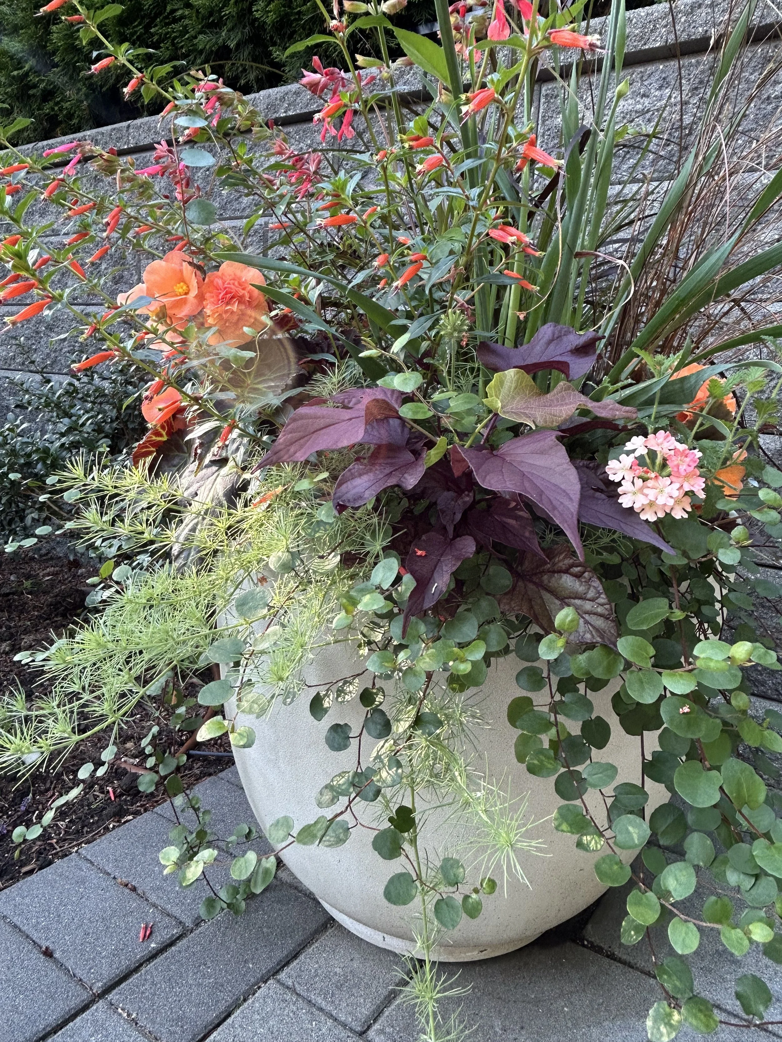 Foliage and Begonia Cook 04.jpeg