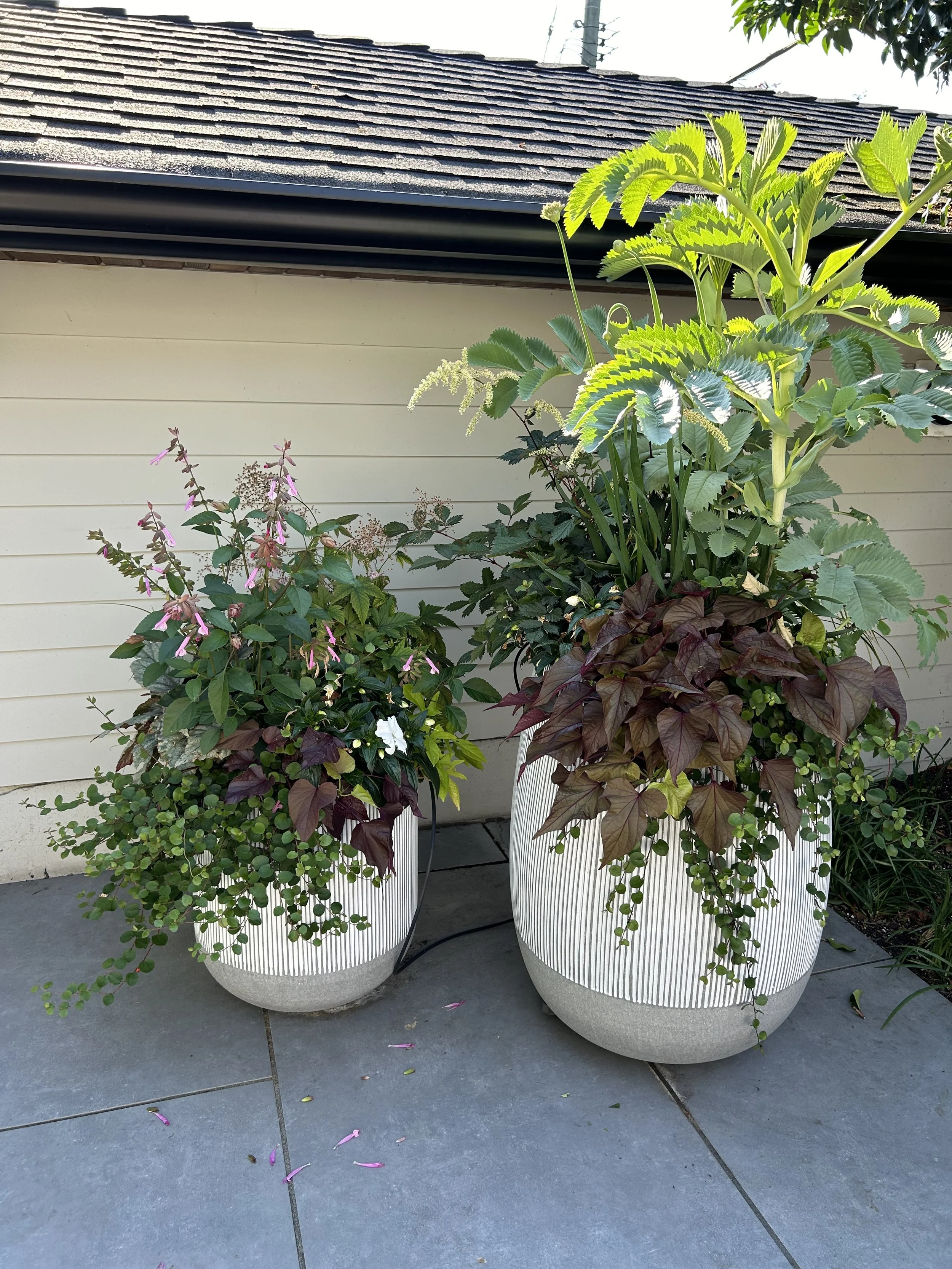 Foliage and Flowers Cook 02.jpeg