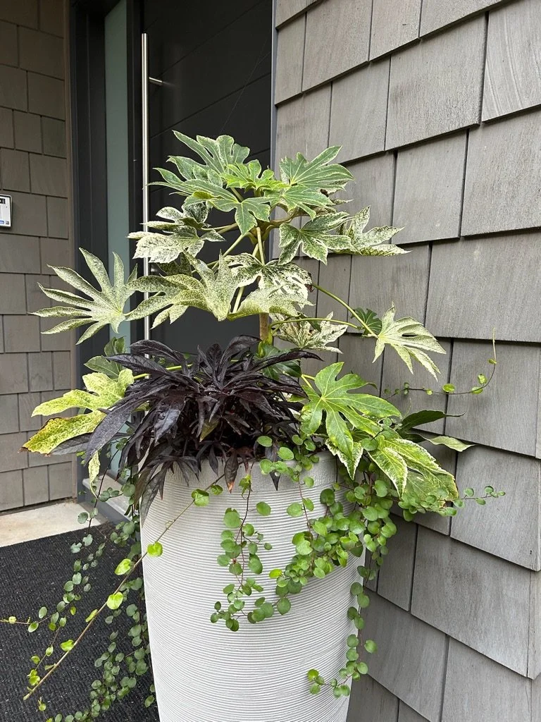 Shade Foliage Black.jpeg