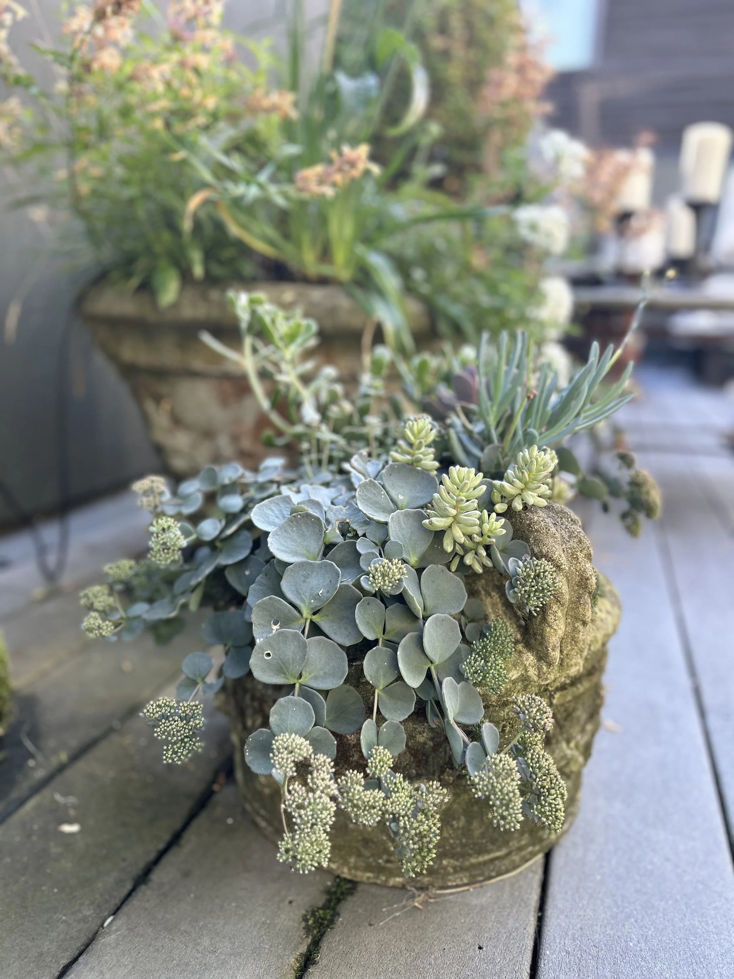 Succulent planter Maclean.jpeg