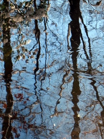 "Wintry Reflections"