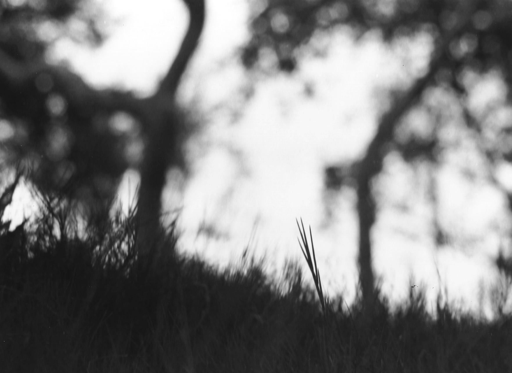 Capture Black & White