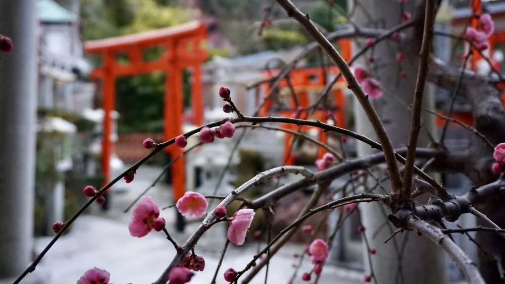 First bloom cherry blossoms at Fushimi Inari shine in Kyoto