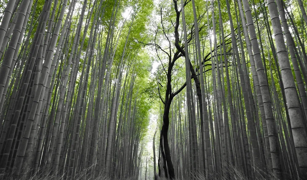 Two stand out among many at Arashiyama, Kyoto 