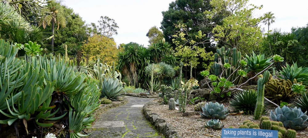 Let's hope not for long, at least in the US. The succulent section in Melbourne's Botanical Gardens, one of many favorite spots in my favorite spot in Melbs