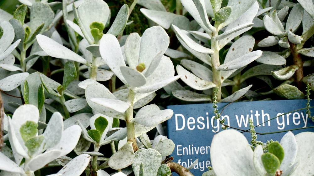 Design with grey -- My travel wardrobe motto. #enlivenfoliage 