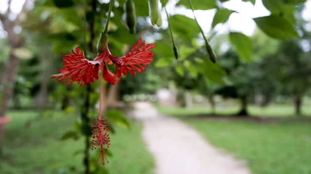  A flowering tree on one of the paths to Meditation Hall 5 