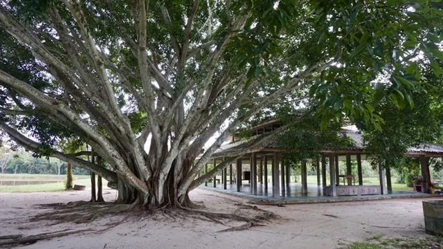  View of the Big Banyan tree and Hall #4 