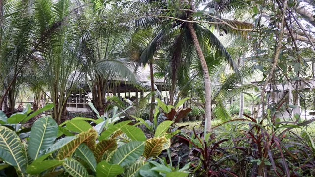  View of Meditation Hall 3 through the jungle foliage 