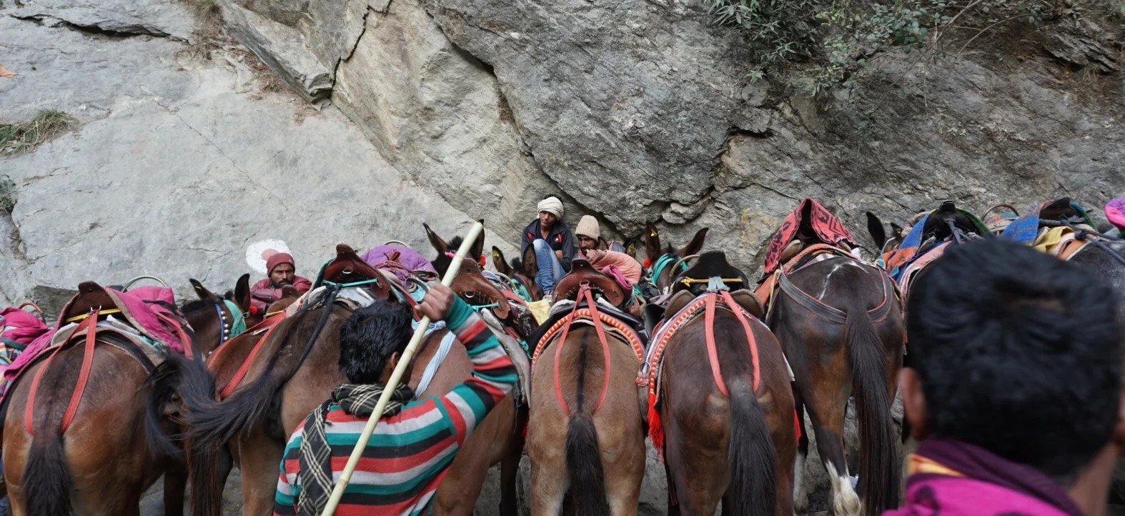  Mules waiting for their next trip  — and lash 