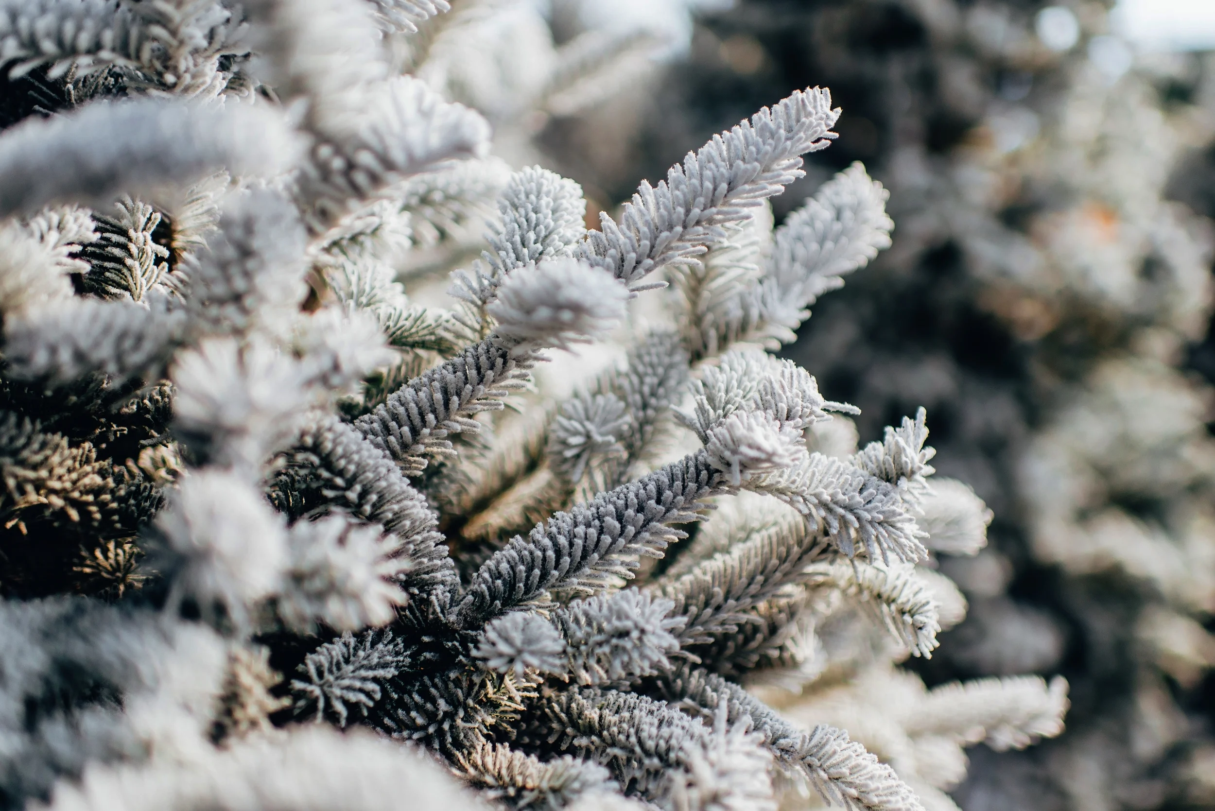 Tips for a Happier Holiday Season