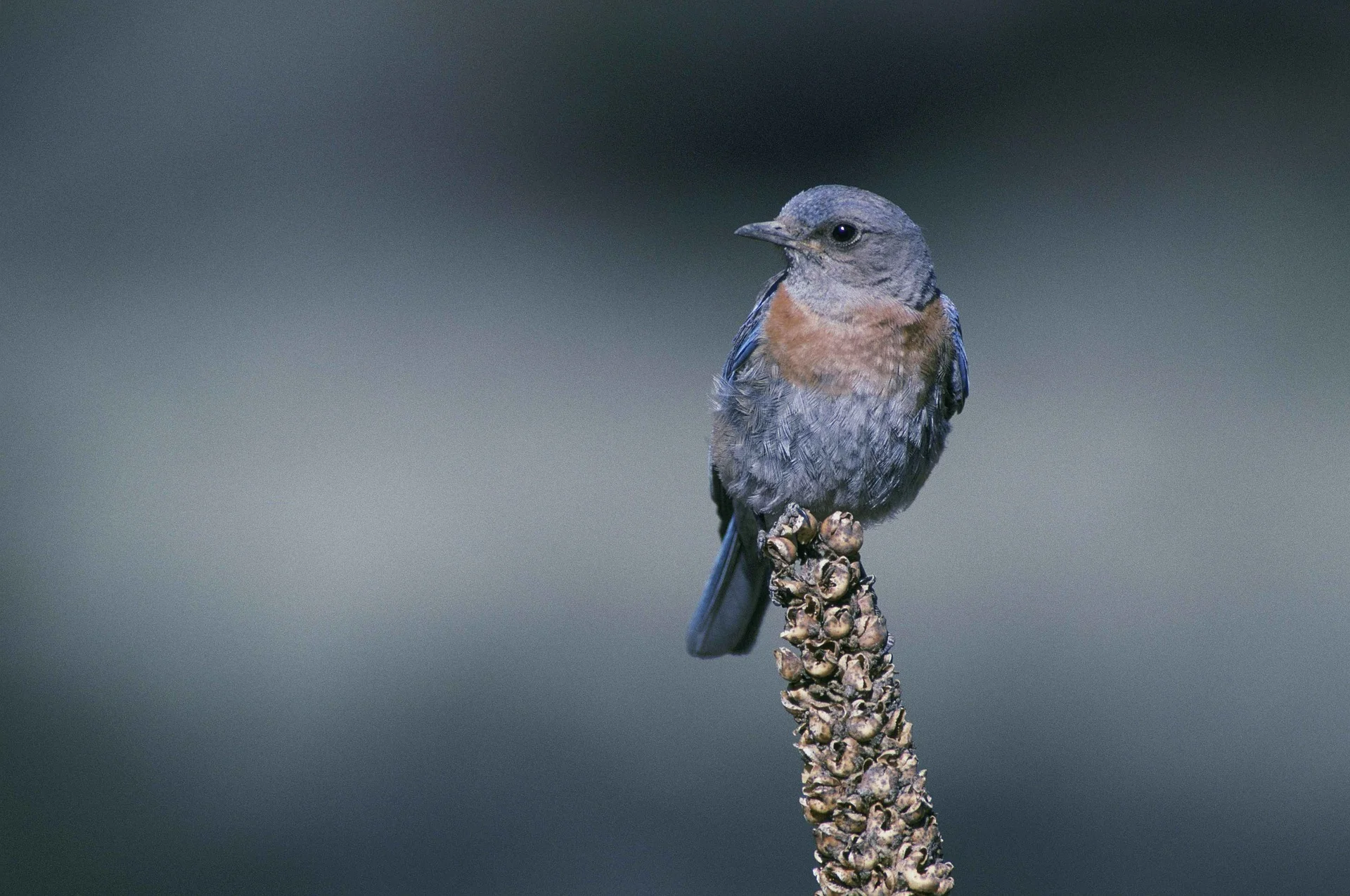 Blue Bird Club - Select Speaker (Everett)
