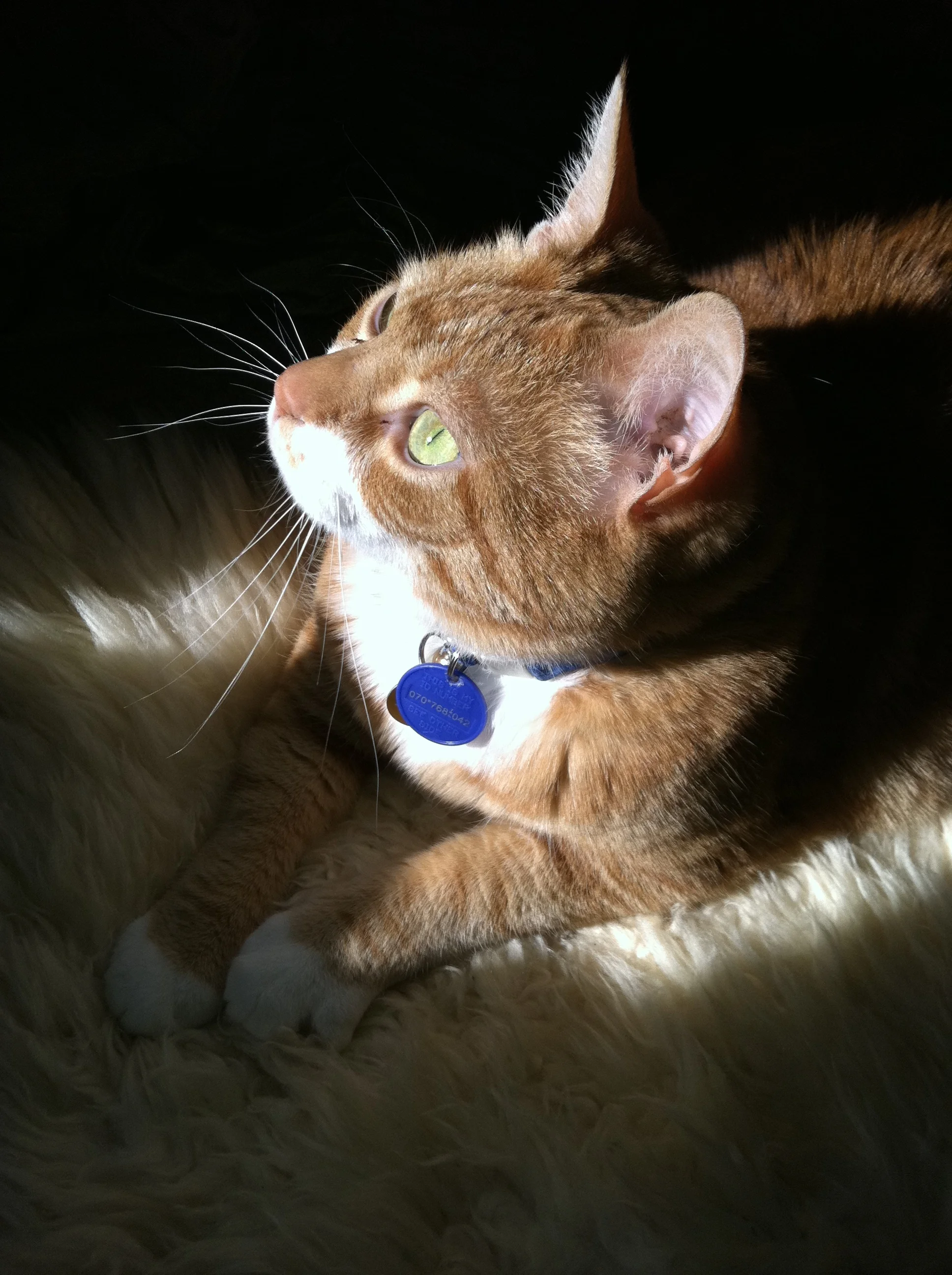 My Cat's Signs of Spiritual Survival