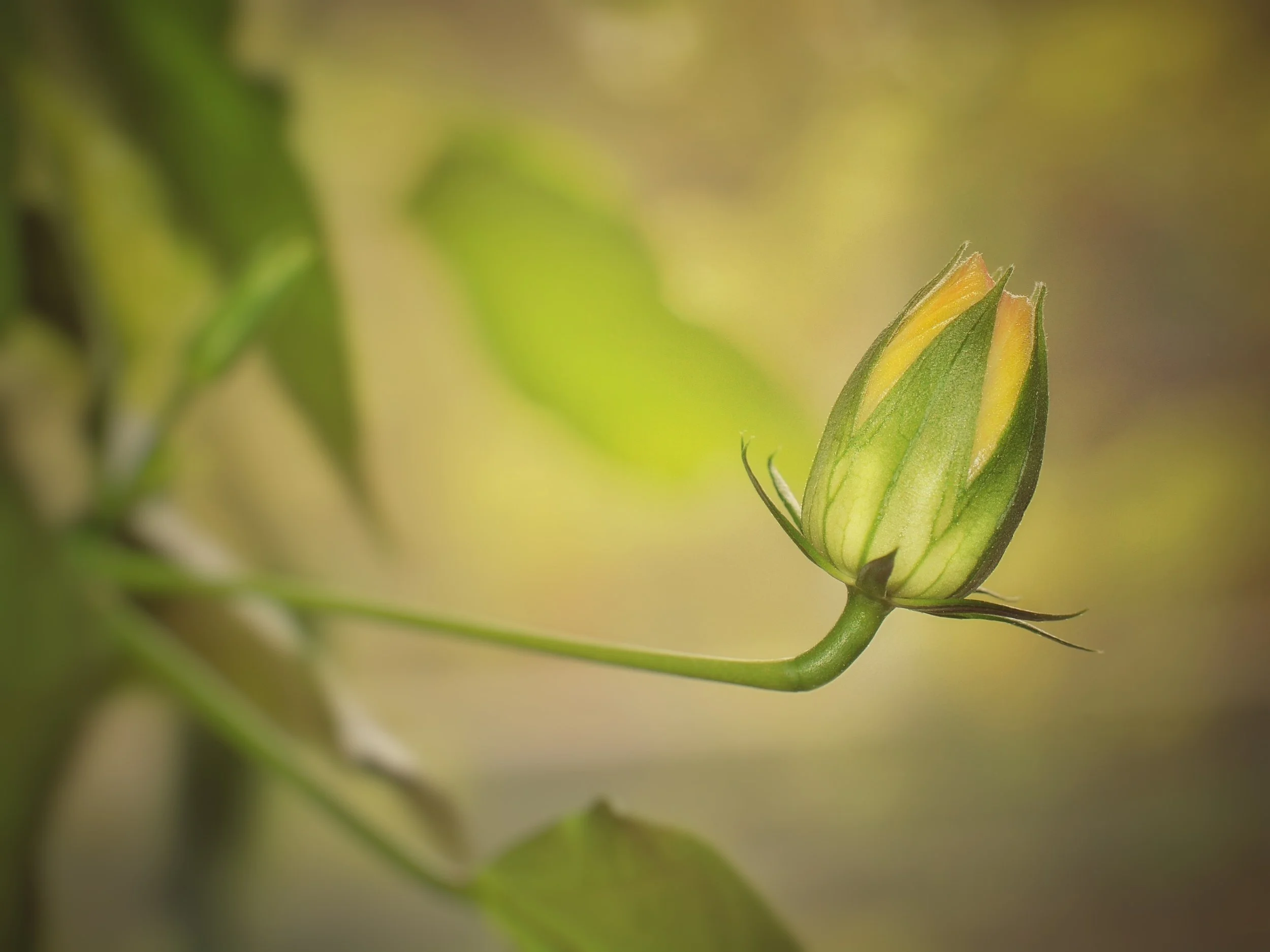 bud-877724.jpg