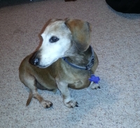  Our dog, Snickers