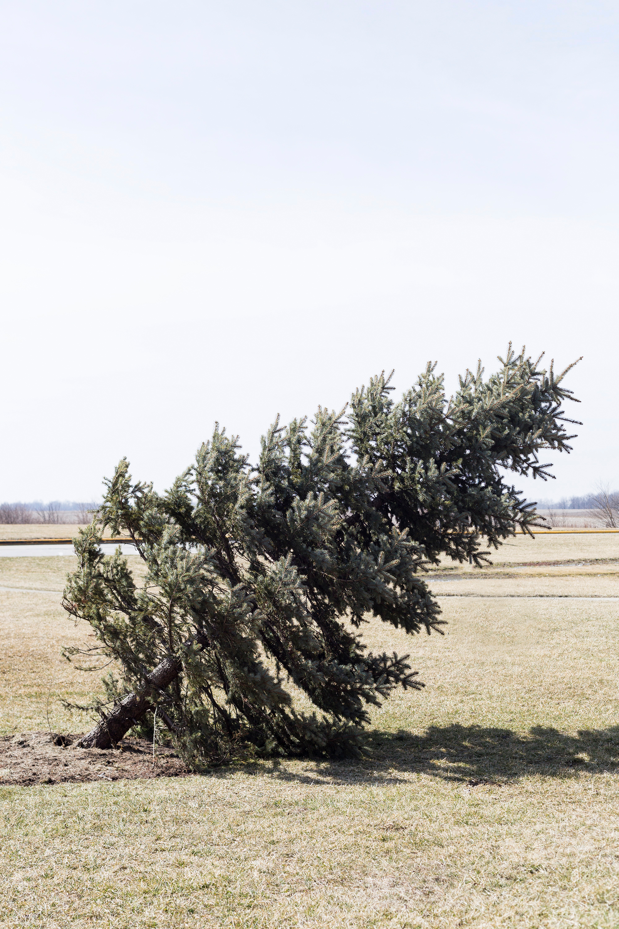 tree.jpg