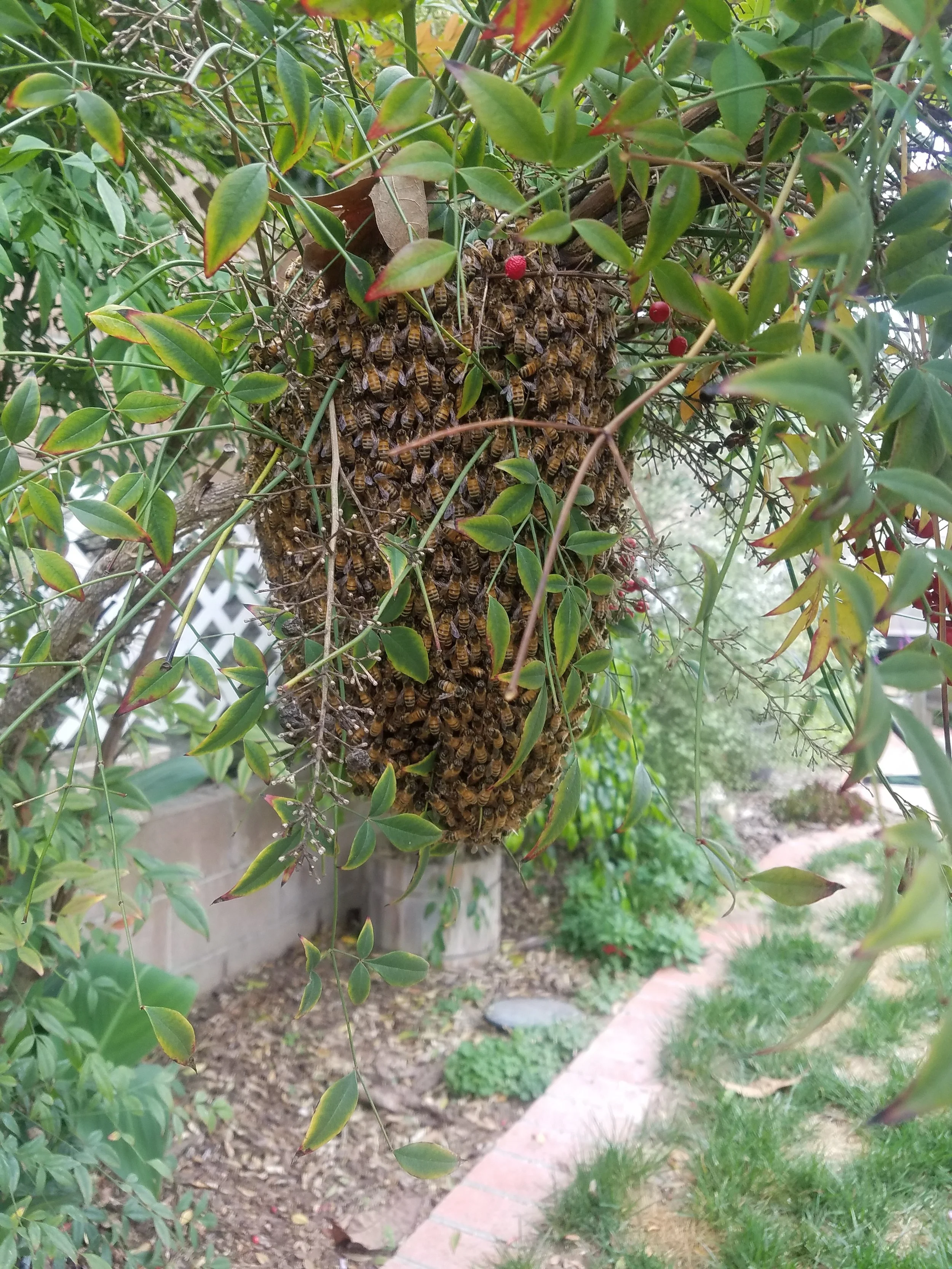 Swarm landed