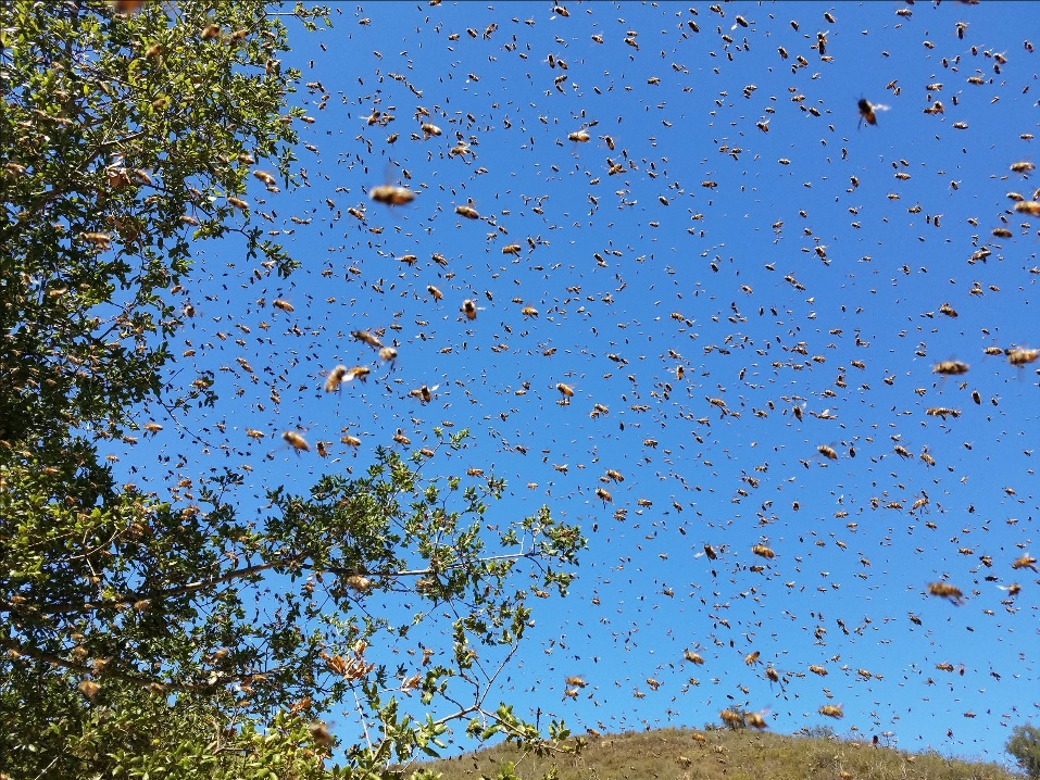 Swarms