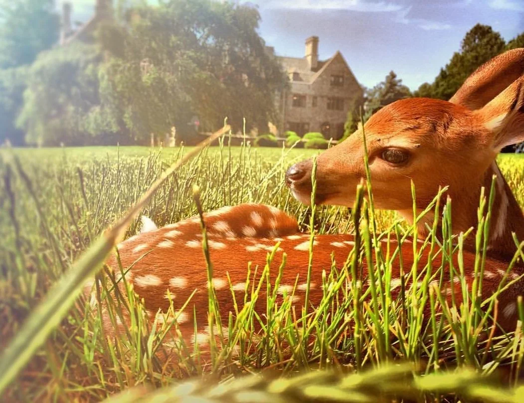 Fairfield Deer Photo.jpg