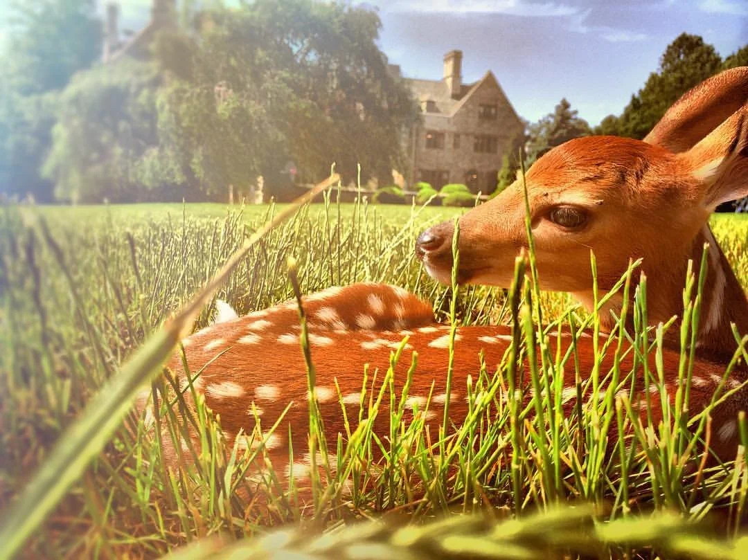 Fairfield Deer Photo.jpeg