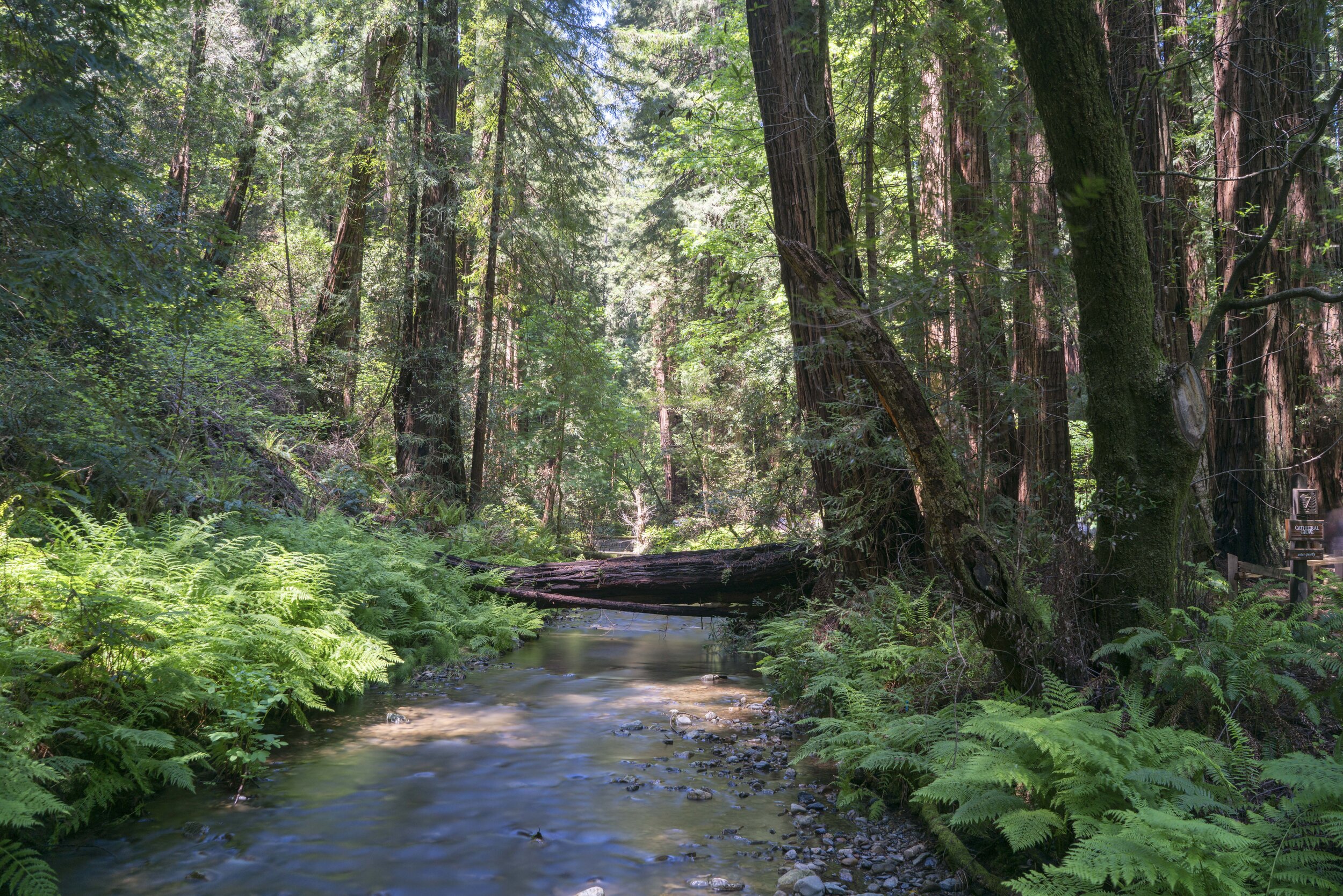Red-wood-creek.JPG