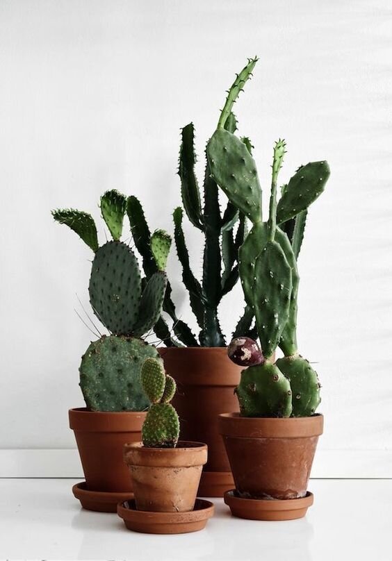cactus squad.jpg