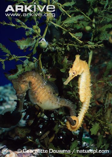 A pair of White’s seahorses having their morning dance. Photo via ARKIVE.org (c) Georgette Douwma