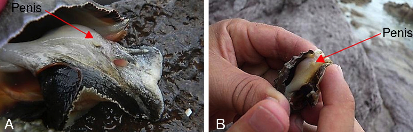 Penises sprouting from female snails. Figure 4 in domínguez-ojeda et al, 2015 .