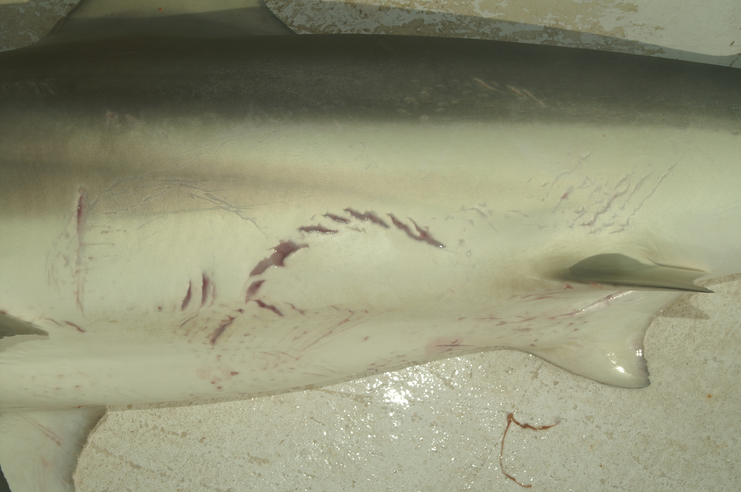 Love bites on a female reef shark. Photo by Dr. Dean Grubbs , FSU.