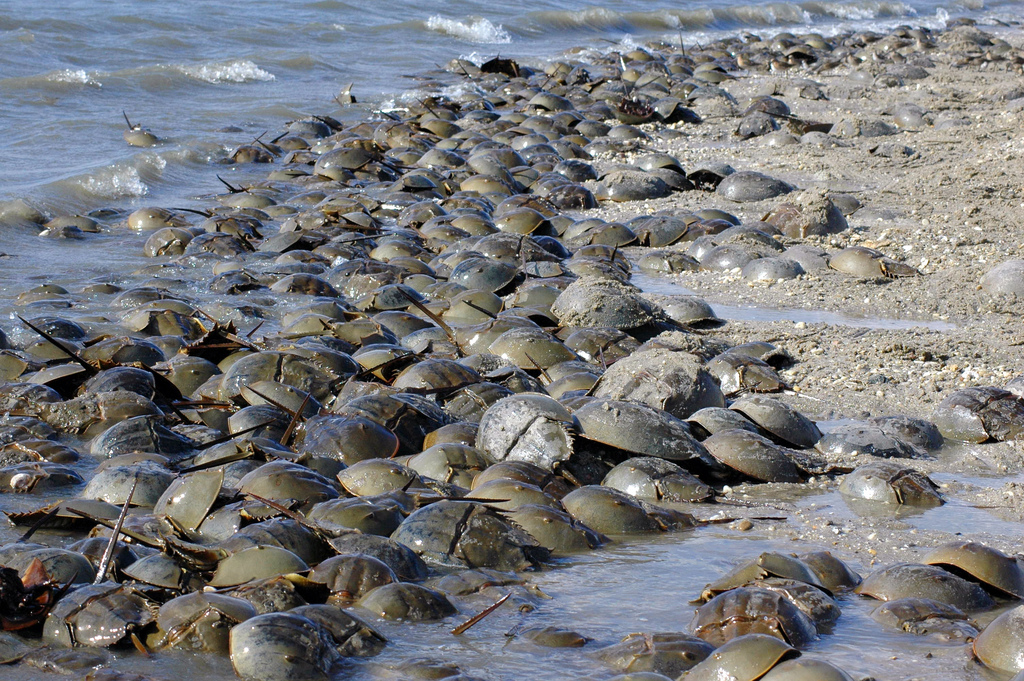 Horseshoe crabs coming ashore to get it on. (c) Gregory Breese/USFWS