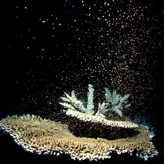 Coral spawning on GBR. Photo credit: Tusa Dive via Australian Geographic