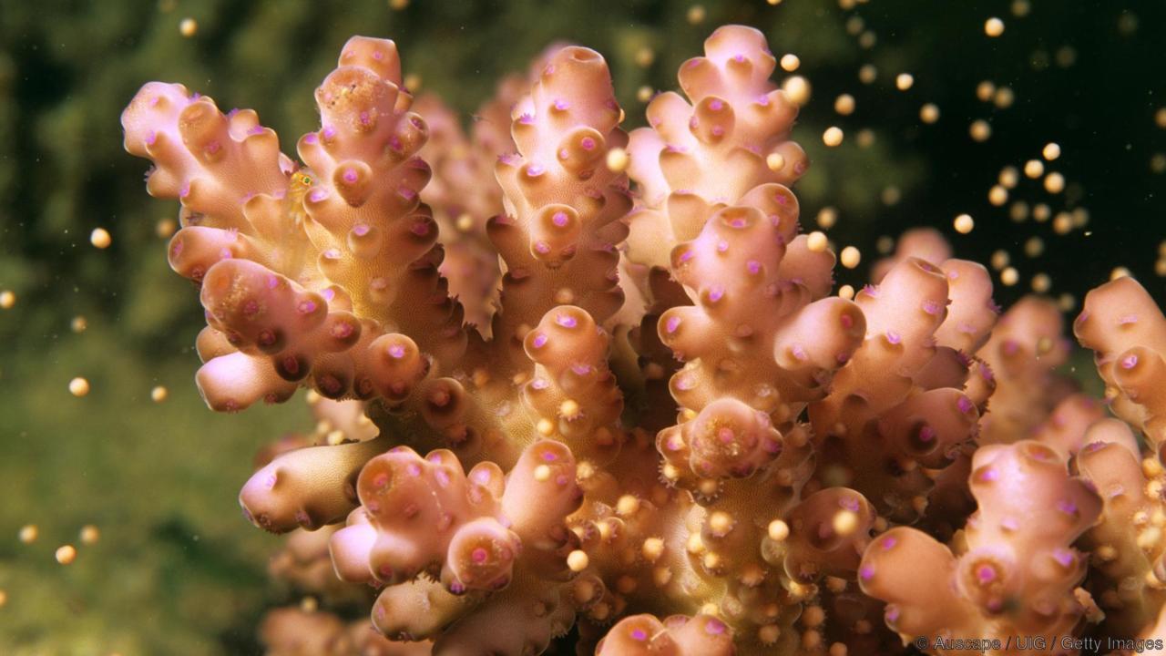Coral releasing egg-sperm bundles. Photo credit: Auscape UIG/Getty via BBC.com