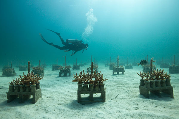 Staghorn coral farm. Photo credit: The Nature Conservancy