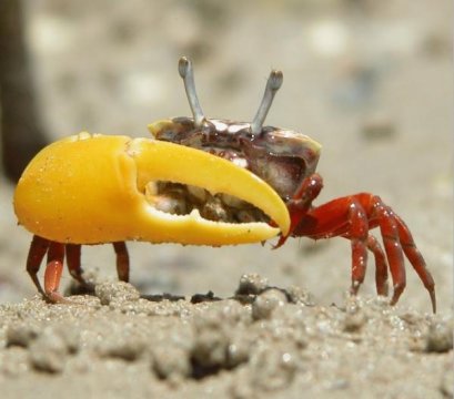 Australia National University, via Science Daily