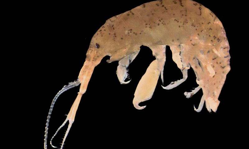 Photo credit: Adelaide university via phys.org