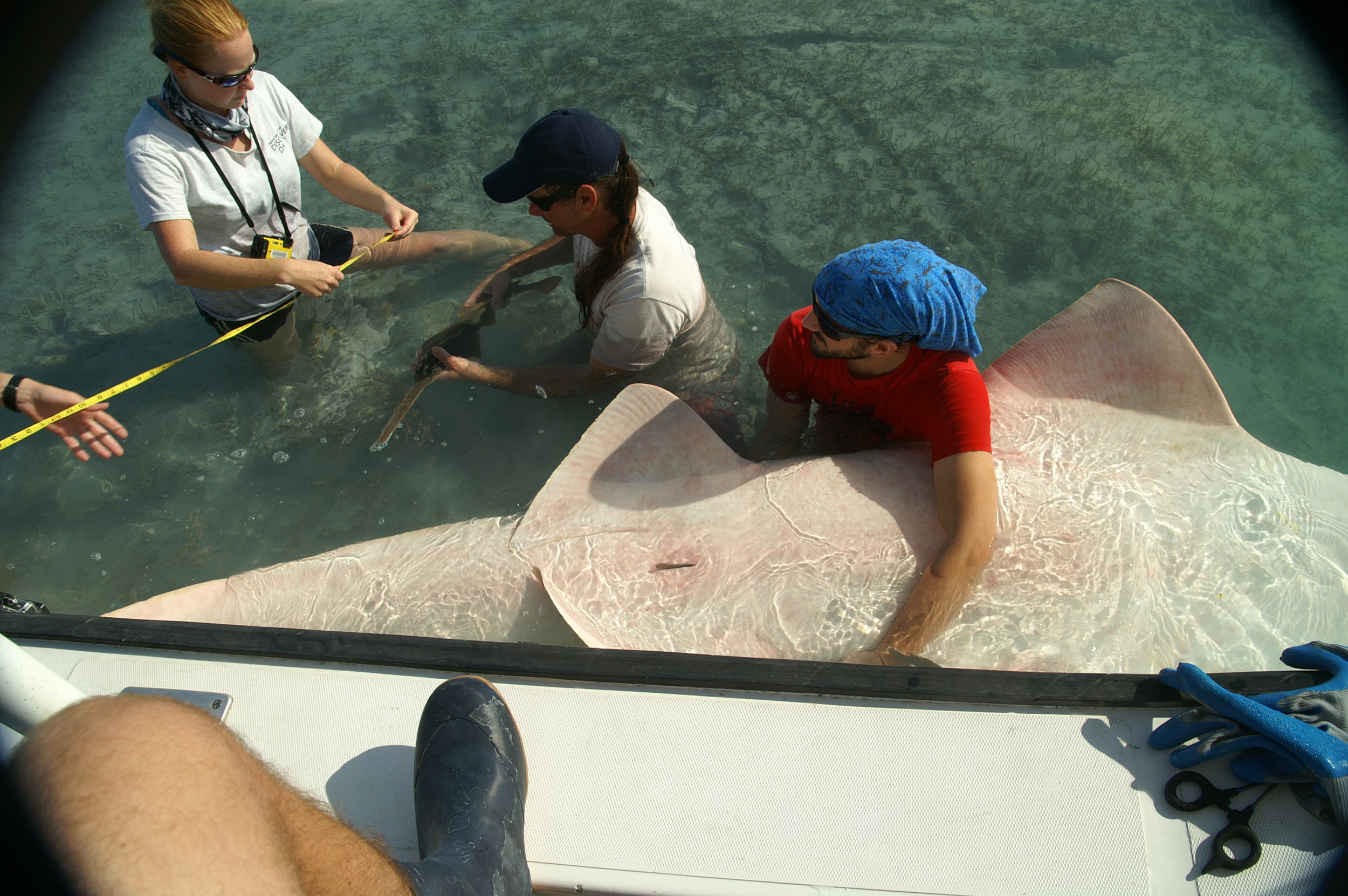 Dr. Dean Grubbs and colleagues assist and document sawfish live birth. Photo credit: FSU