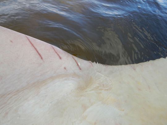 Fresh cuts on the underside of a sawfish captured in Everglades National Park hint at probable active mating. Photo credit: Tonya Wiley .