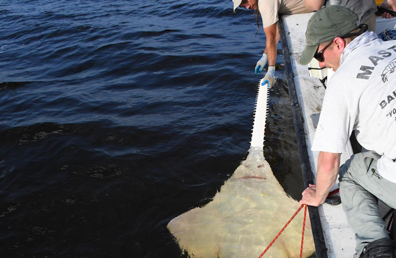 Researchers at FSU secure a sawfish for tagging. Photo Credit: FSU Coastal and Marine Lab.