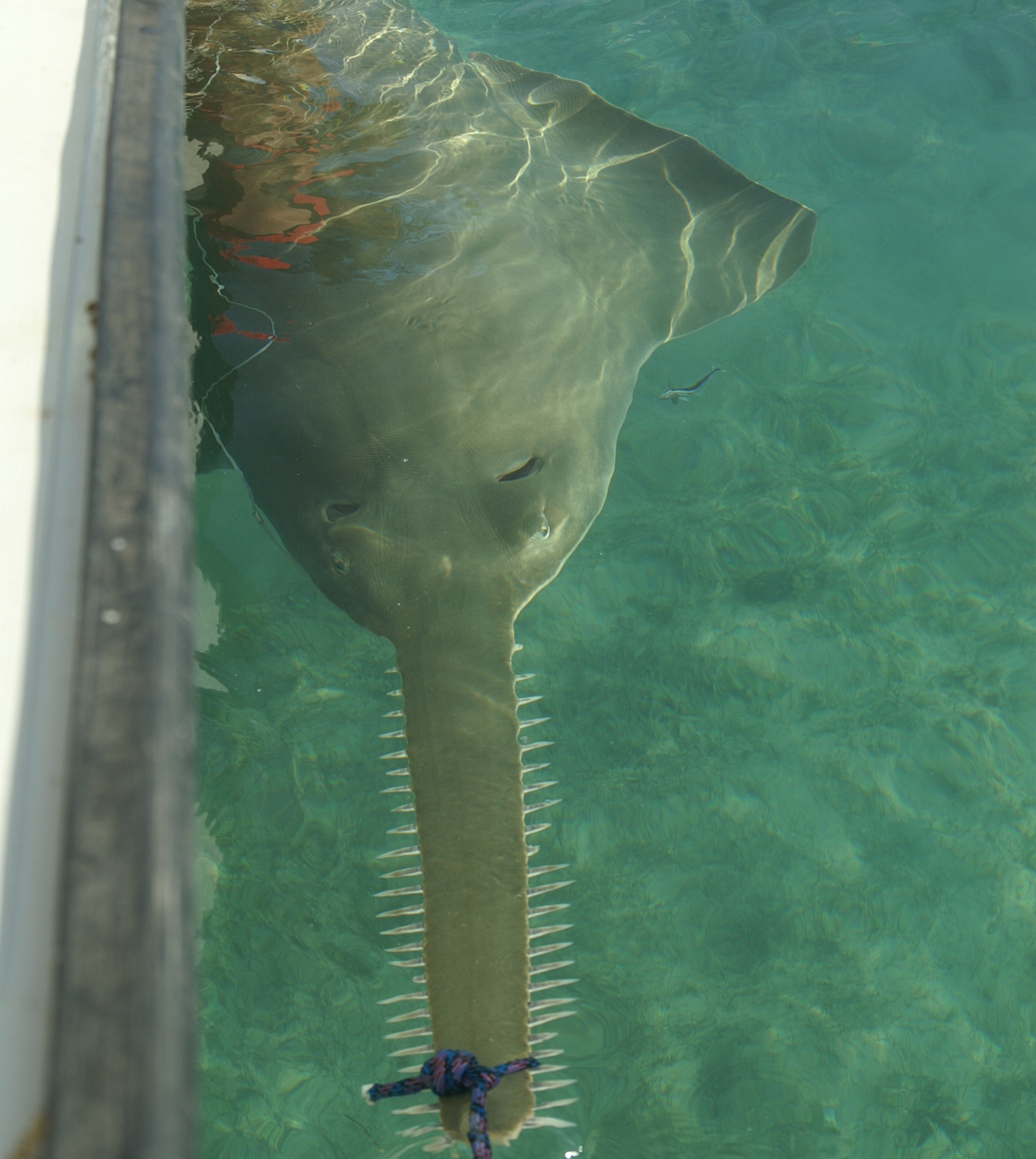 Researchers secure a 14ft pregnant female sawfish for tagging. Photo credit: FSU Coastal and Marine Lab.