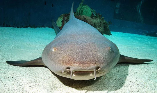 Tawny nurse shark. Credit: Dive-the-World .