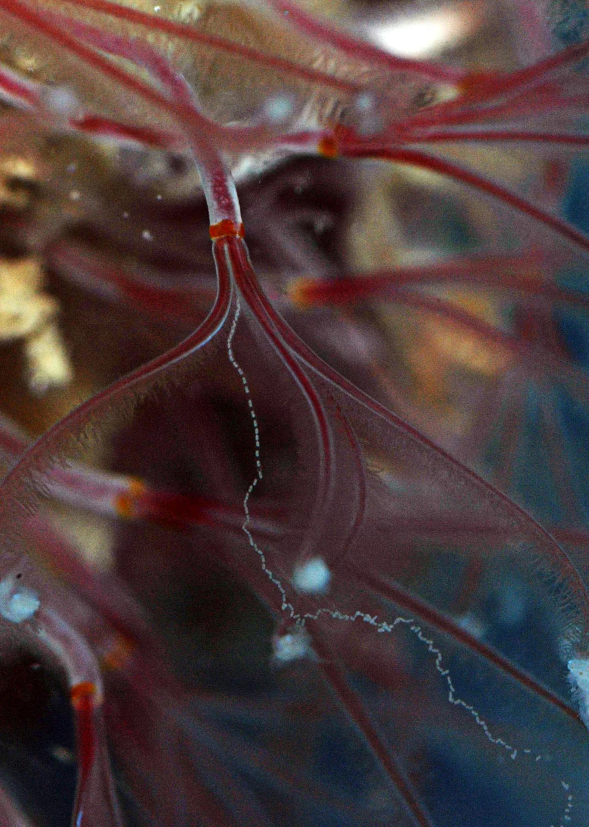 Spawning female Osedax worm. Photo credit: G. Rouse.