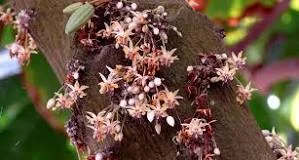 The delicate flowers of Theobroma cacao