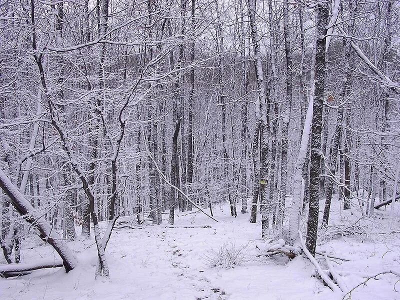 800px-Kazanka.winter.in.the.forest.jpg
