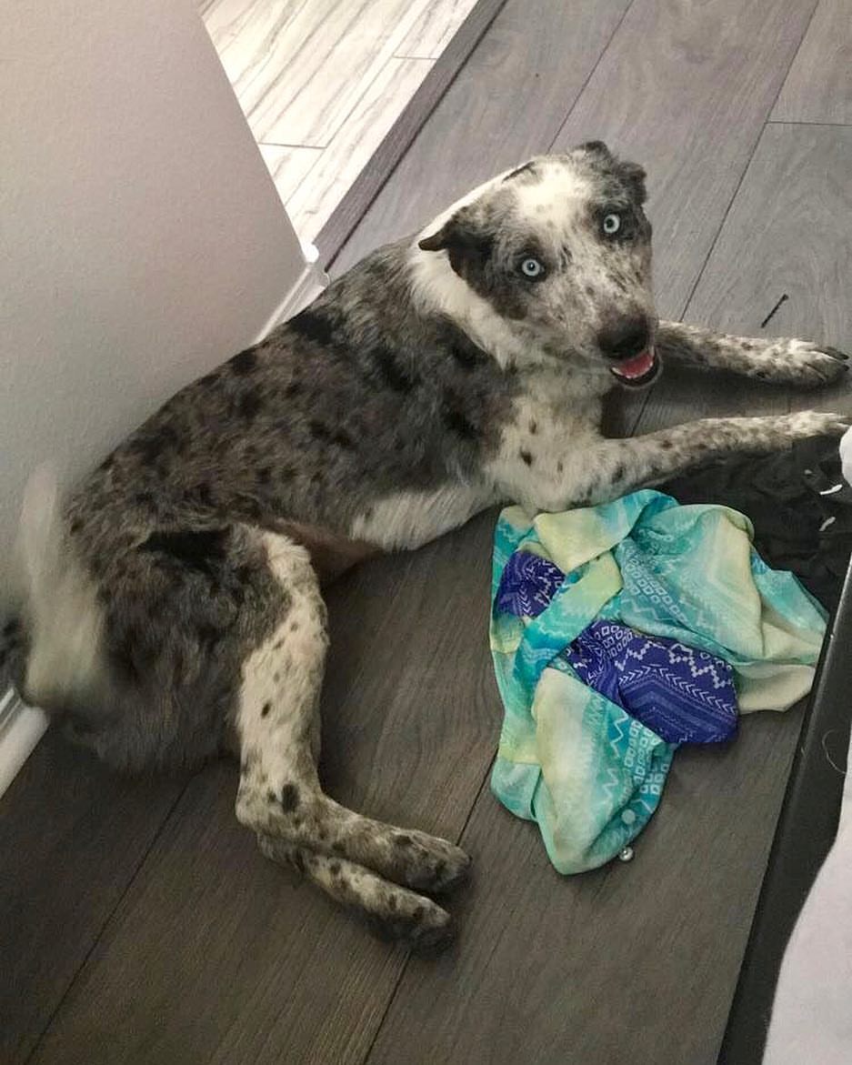 Plus, she helps with the laundry. SO. MUCH. TALENT.