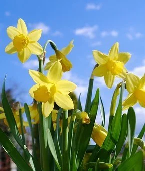 Daffodils1.jpg