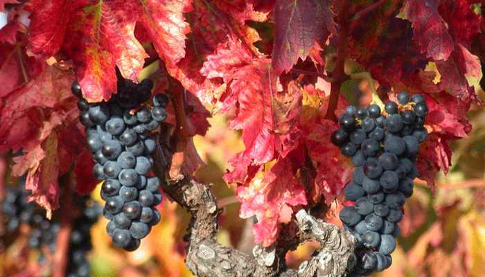 vigne-couleur-d-automne-herault-le-languedoc.gif