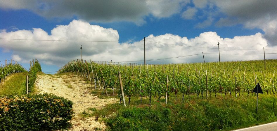Vigna Margherita (Az. Cascina Garitina), nella zona del Nizza