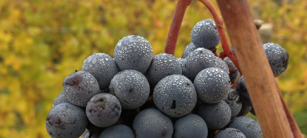 Grappolo di Barbera (Photo credits: G. Morino)